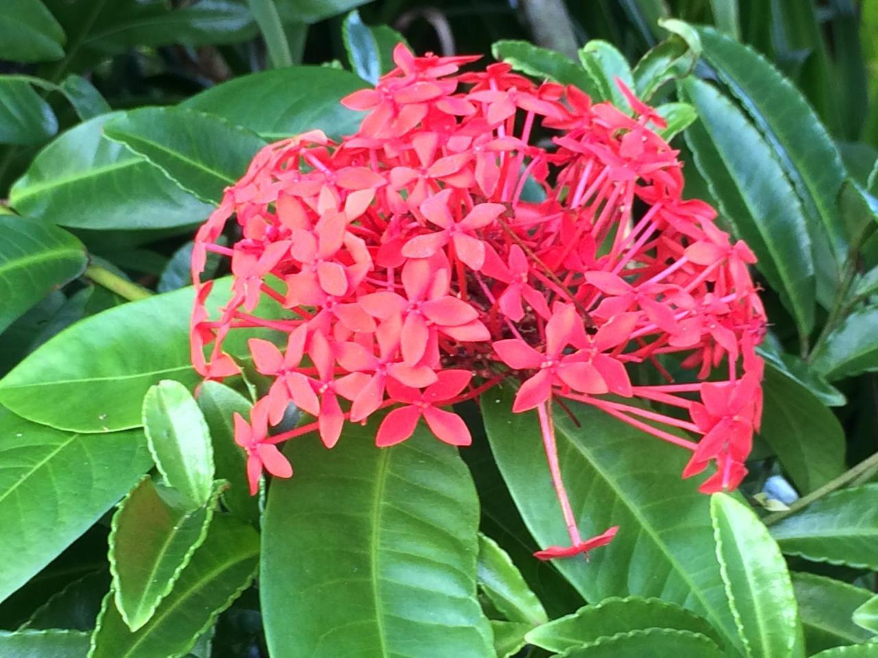 Hilo Bay Oceanfront Bed And Breakfast Esterno foto